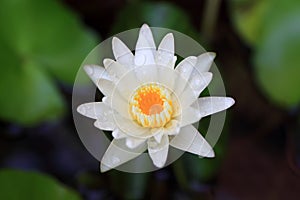 Lotus or water lily from Bangkok Thailand