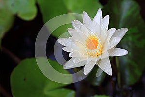 Lotus or water lily from Bangkok Thailand