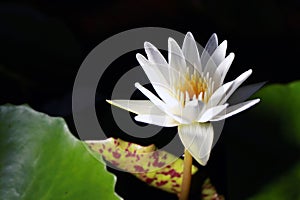 Lotus or water lily black background from ThaiLand.