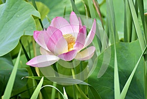 Lotus Water Lily Flower