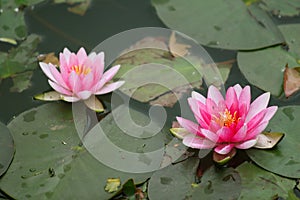 Lotus water lily flower