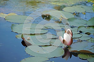 Lotus or water lily flower in blossom among leaves spread on a surface of a lake