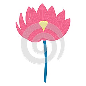 Lotus, water lily flower hand drawn illustration.