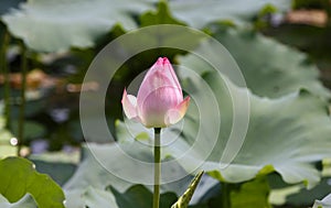 Lotus,water lily with full bloom in pink colour with green leaf in pond