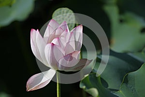 Lotus,water lily with full bloom in pink colour with green leaf in pond