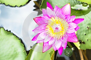 Lotus is water lily in the garden