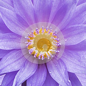 Lotus is water lily in the garden
