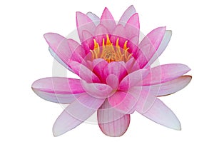 Lotus water lily isolated with clipping path white background