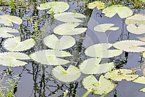 Lotus or water lily leaf pattern abstract photo