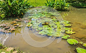 Lotus or water lily on a little pond with green water photo taken in Kebun Raya Bogor Indonesia photo