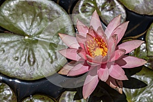 lotus or water lily in pond