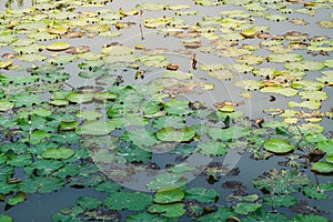 Lotus water lily round leaves float in tropical natural pond, river or lake of Thailand