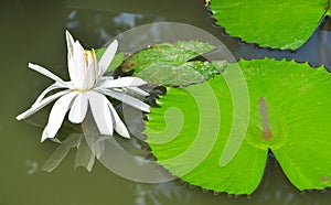 Lotus Water Lily, Water Lily, Lily, Flower, Water Garden