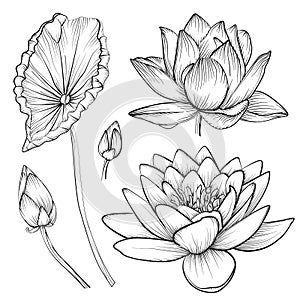 Lotus water lily waterlily vector beautiful flower colorful pink