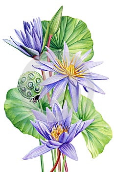 Lotus watercolor botanical illustration. Water lilies Flowers isolated background, watercolor botanical illustration