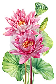 Lotus watercolor botanical illustration. Water lilies Flowers isolated background, watercolor botanical illustration
