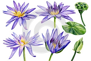 Lotus watercolor illustration isolated on white background. Hand painted Violet flowers. Botanical illustration.