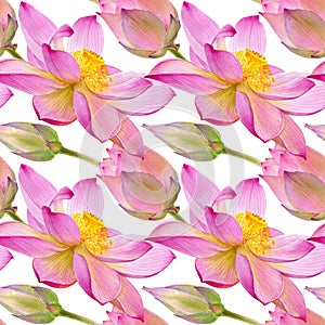 Lotus watercolor illustraton isolated on white background. Seamless pattern with colorful lotuses