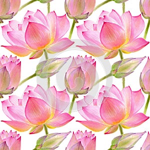 Lotus watercolor illustraton isolated on white background. Seamless pattern with colorful lotuses