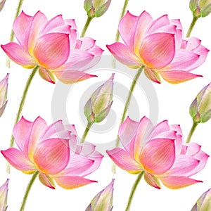 Lotus watercolor illustraton isolated on white background. Seamless pattern with colorful lotuses