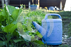 Lotus for watering vegetables in the garden