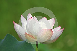 the Lotus or waterlilly flower in the pond, sai kung , hk