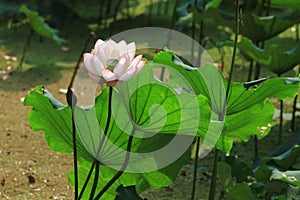 the Lotus or waterlilly flower in the pond, sai kung , hk