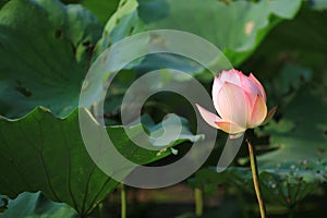 the Lotus or waterlilly flower in the pond, sai kung , hk