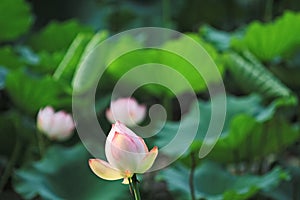 the Lotus or waterlilly flower in the pond, sai kung , hk