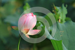 the Lotus or waterlilly flower in the pond, sai kung , hk