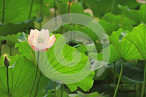 the Lotus or waterlilly flower in the pond, sai kung , hk