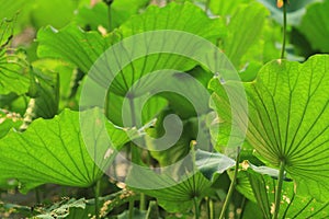 the Lotus or waterlilly flower in the pond, sai kung , hk