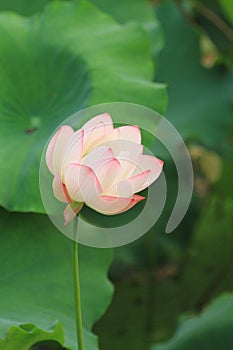 the Lotus or waterlilly flower in the pond, sai kung , hk