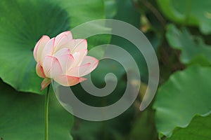 the Lotus or waterlilly flower in the pond, sai kung , hk