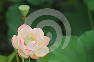 the Lotus or waterlilly flower in the pond, sai kung , hk