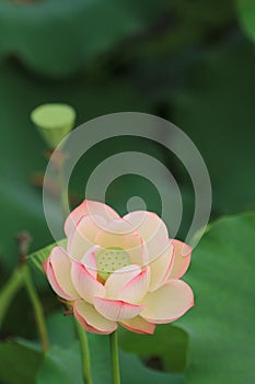 the Lotus or waterlilly flower in the pond, sai kung , hk