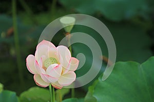 the Lotus or waterlilly flower in the pond, sai kung , hk