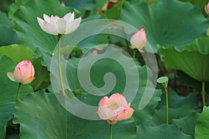 the Lotus or waterlilly flower in the pond, sai kung , hk