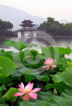 Lotus in West lake, Hangzhou