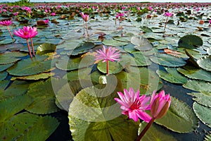 Lotus, wetlands photo