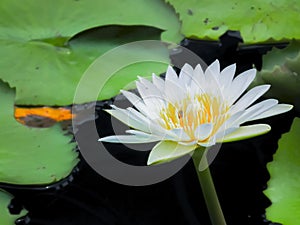 White water lily