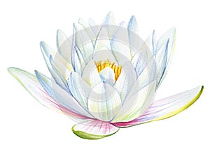 Lotus white flower on an isolated white background, flora watercolor illustration, water lily botanical painting