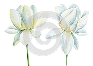 Lotus white flowers on isolated white background, set lotus flower, watercolor illustration, hand drawing flora wedding
