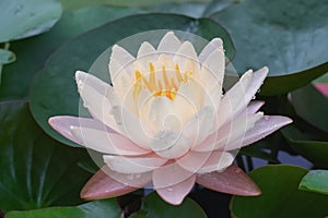 The Lotus