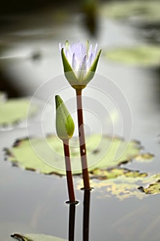 Lotus will bloom and bloom in the pond.