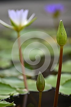 Lotus will bloom and bloom in the pond.