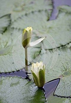 Lotus will bloom and bloom in the pond.