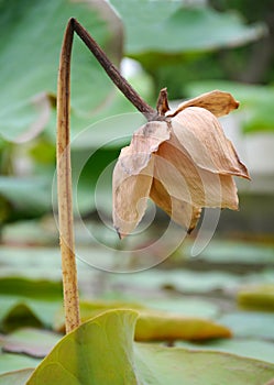 The lotus withered blossom