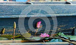 Lotus beside a wooden boat