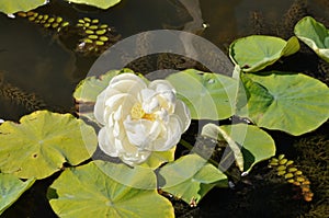 lotus Xiao Bi Ta